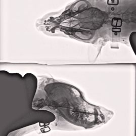Clínica Veterinària Dob radiografía de mascotas